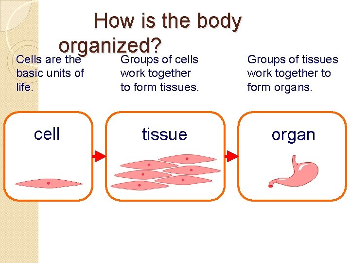 How is the body organized? Groups of tissues Cells are the Groups of cells