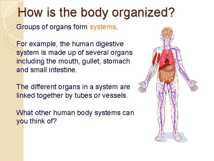 How is the body organized? Groups of organs form systems. For example, the human