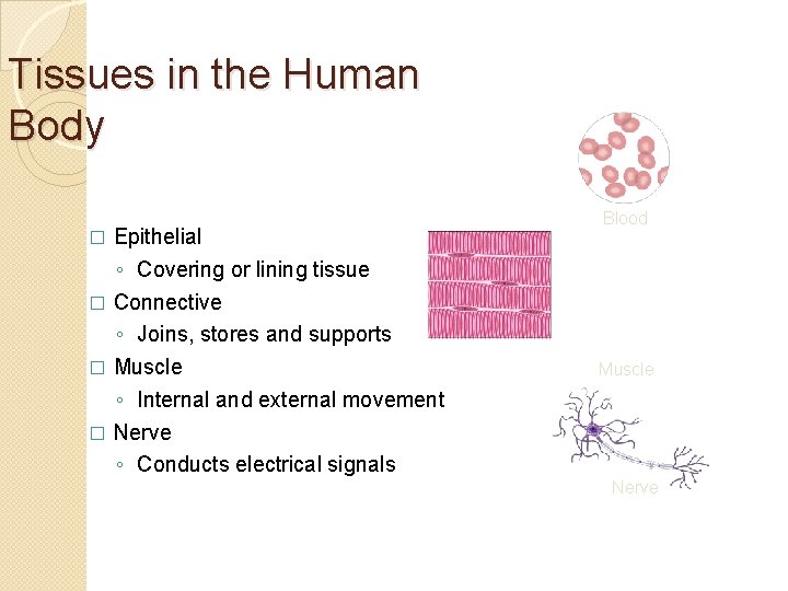 Tissues in the Human Body � Epithelial ◦ Covering or lining tissue Connective ◦