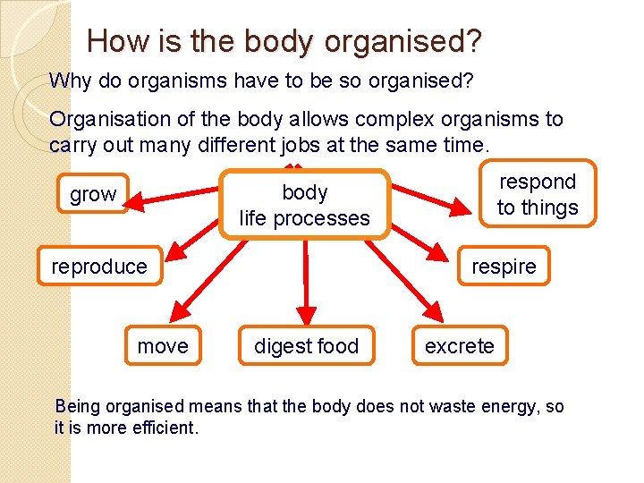 How is the body organised? Why do organisms have to be so organised? Organisation