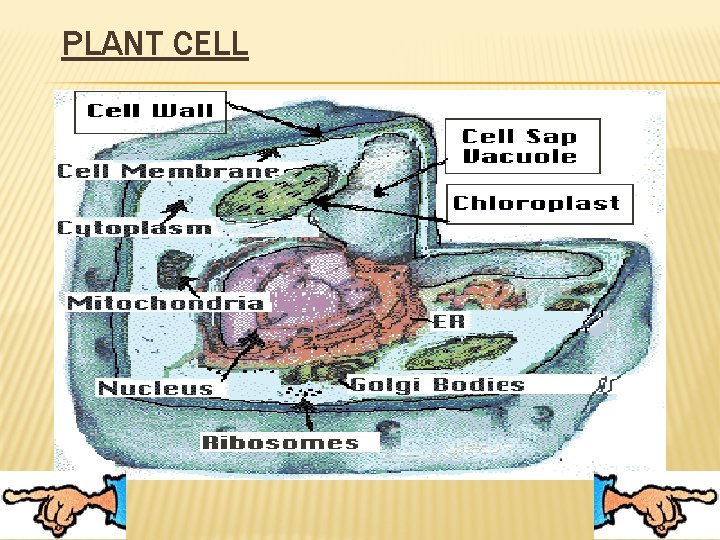 PLANT CELL 