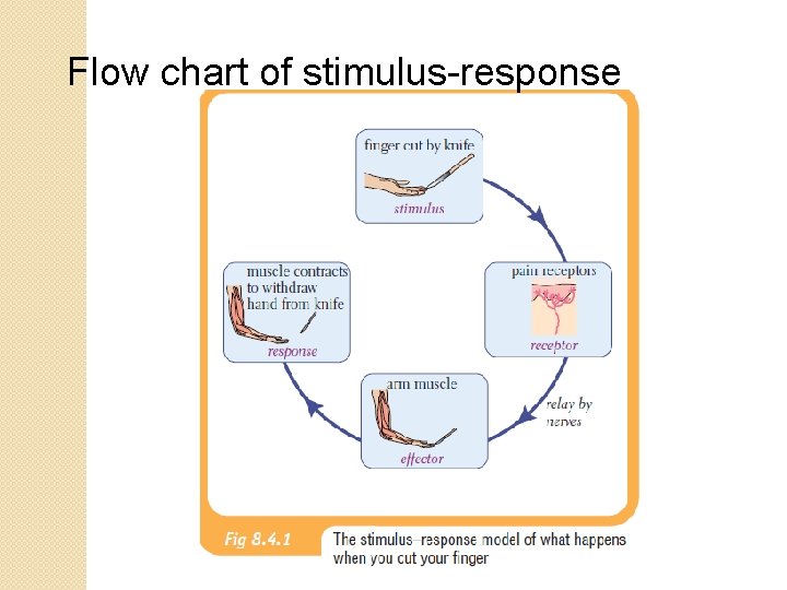 Flow chart of stimulus-response 