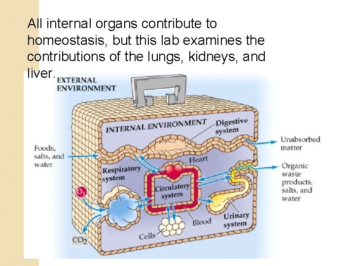 All internal organs contribute to homeostasis, but this lab examines the contributions of the
