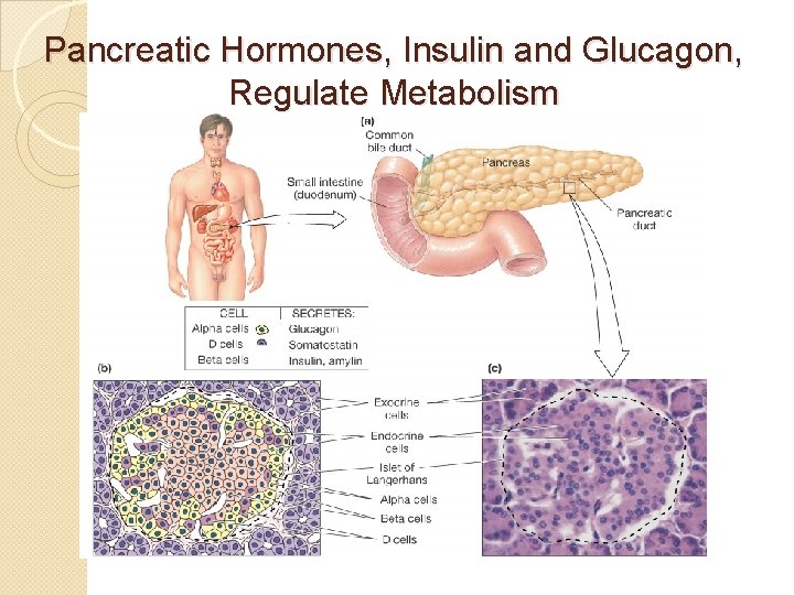 Pancreatic Hormones, Insulin and Glucagon, Regulate Metabolism 
