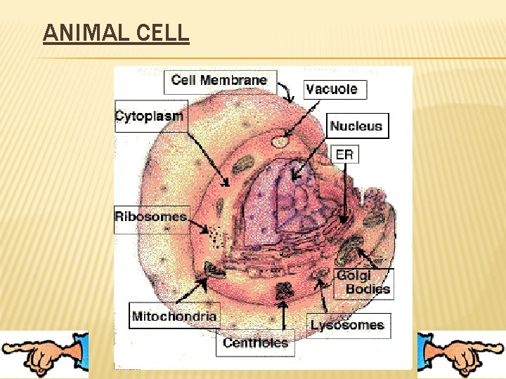 ANIMAL CELL 