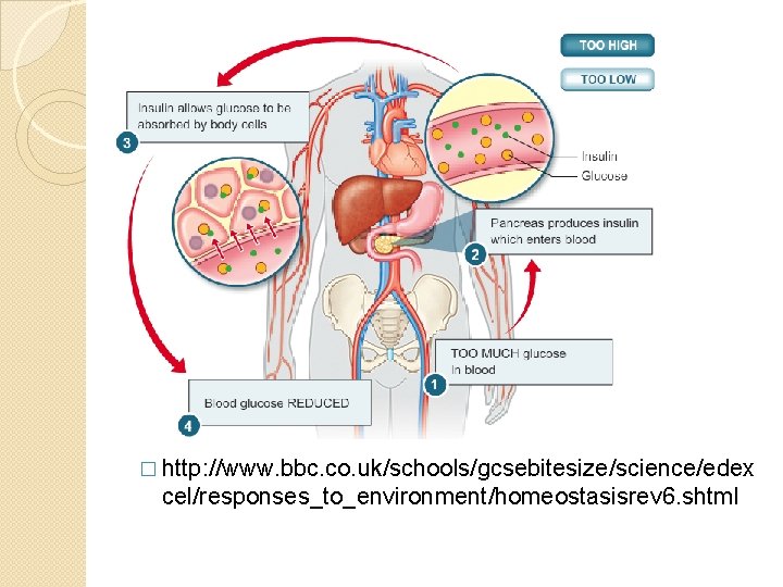 � http: //www. bbc. co. uk/schools/gcsebitesize/science/edex cel/responses_to_environment/homeostasisrev 6. shtml 