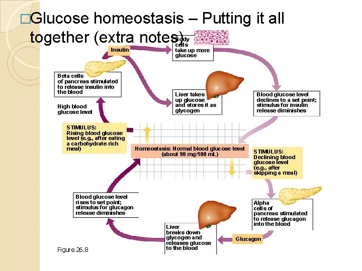 �Glucose homeostasis – Putting it all together (extra notes) Insulin Beta cells of pancreas