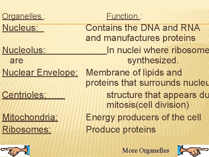 Organelles : Function : Nucleus: Contains the DNA and RNA and manufactures proteins Nucleolus: