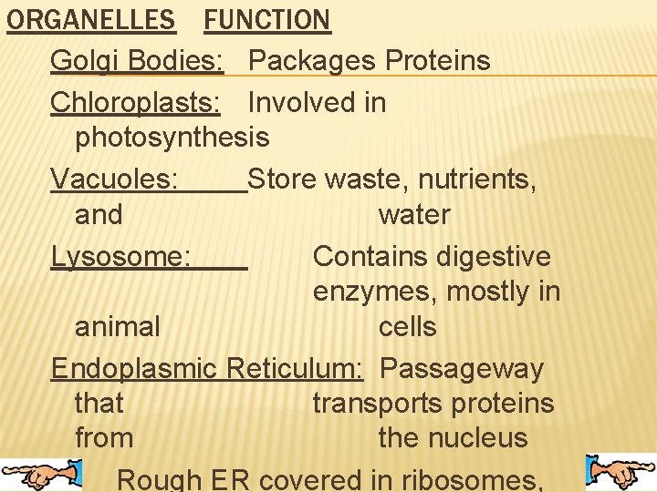 ORGANELLES FUNCTION Golgi Bodies: Packages Proteins Chloroplasts: Involved in photosynthesis Vacuoles: Store waste, nutrients,
