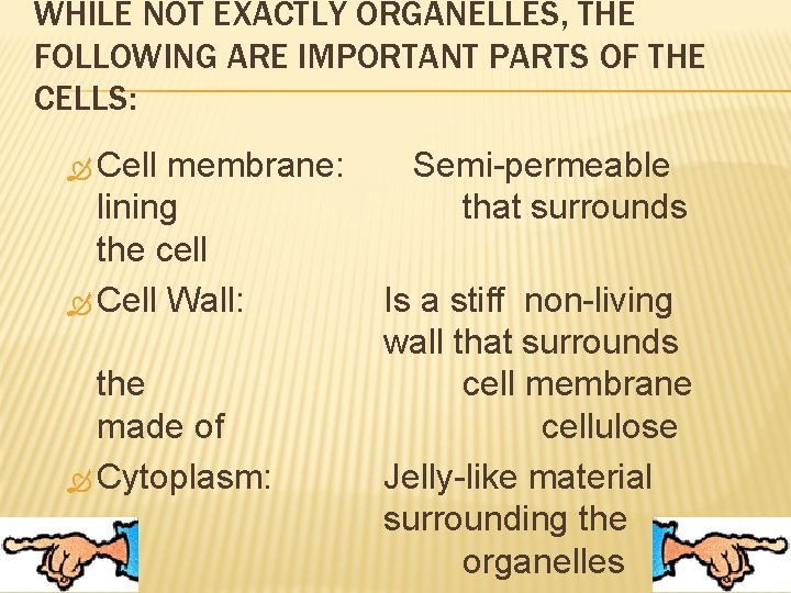 WHILE NOT EXACTLY ORGANELLES, THE FOLLOWING ARE IMPORTANT PARTS OF THE CELLS: Cell membrane: