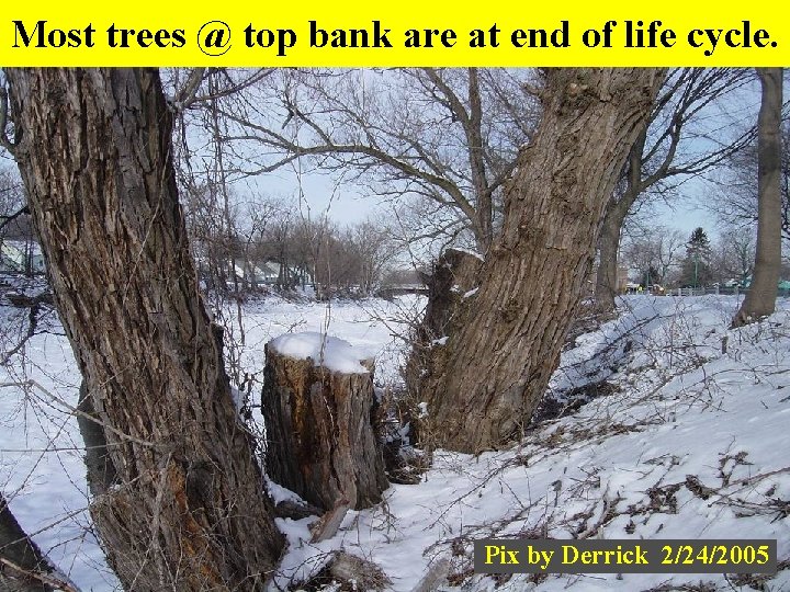Most trees @ top bank are at end of life cycle. Pix by Derrick