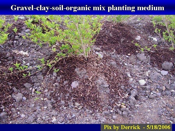 Gravel-clay-soil-organic mix planting medium Pix by Derrick - 5/18/2006 