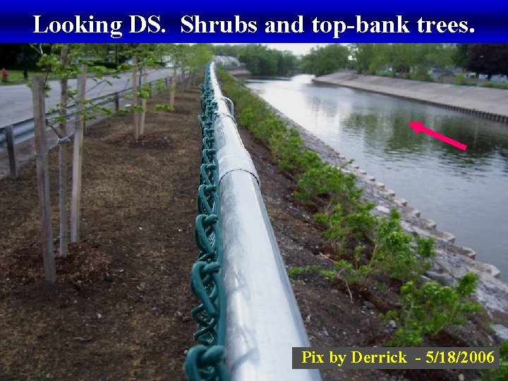 Looking DS. Shrubs and top-bank trees. Pix by Derrick - 5/18/2006 