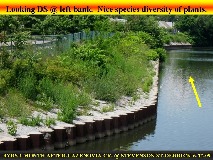 Looking DS @ left bank. Nice species diversity of plants. 3 YRS 1 MONTH