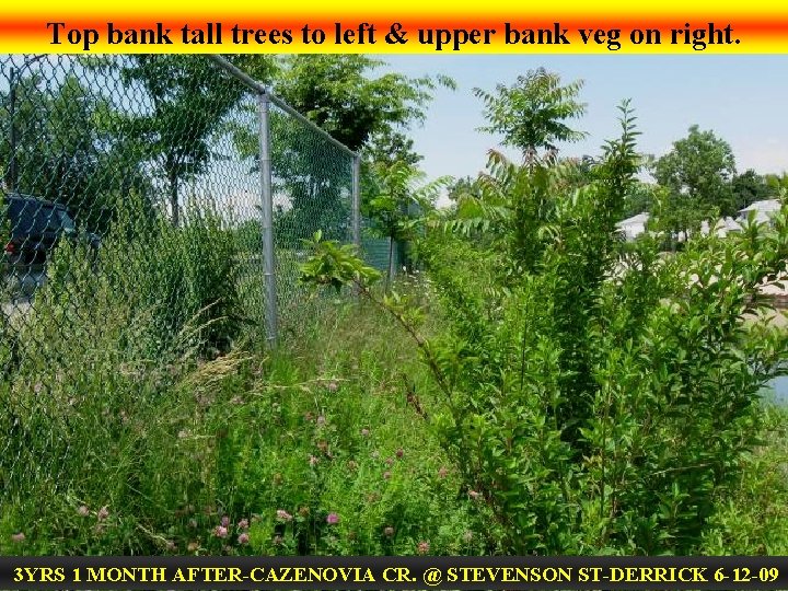 Top bank tall trees to left & upper bank veg on right. 3 YRS