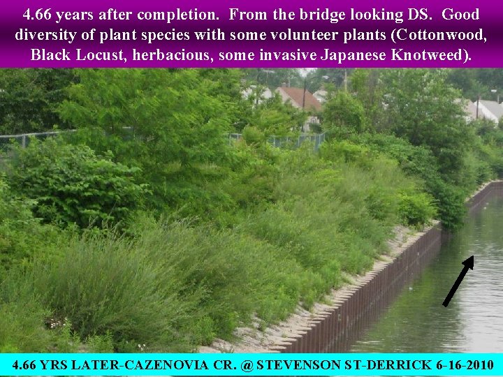 4. 66 years after completion. From the bridge looking DS. Good diversity of plant