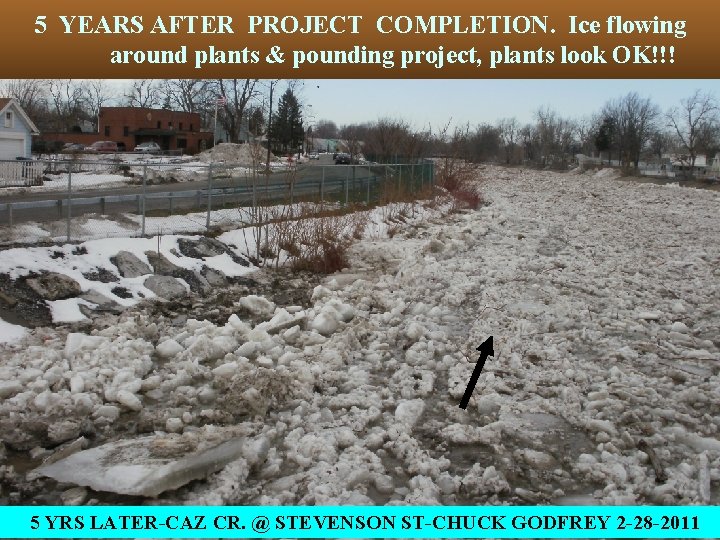 5 YEARS AFTER PROJECT COMPLETION. Ice flowing around plants & pounding project, plants look