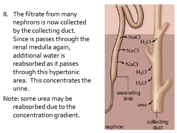 8. The filtrate from many nephrons is now collected by the collecting duct. Since