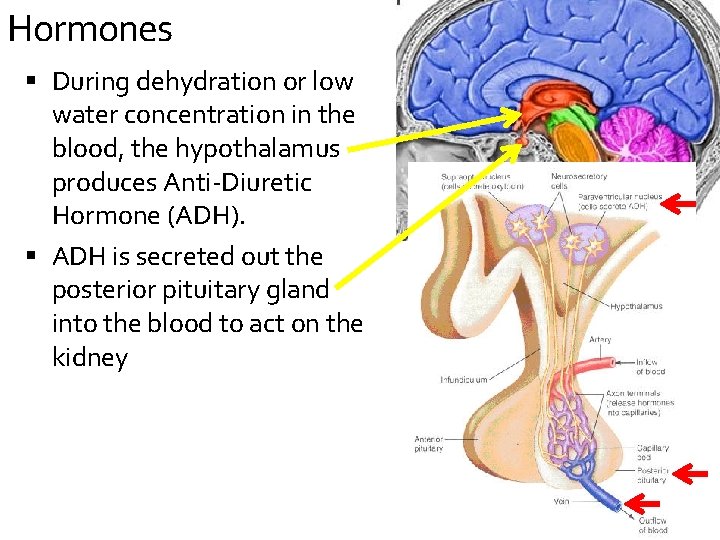 Hormones During dehydration or low water concentration in the blood, the hypothalamus produces Anti-Diuretic