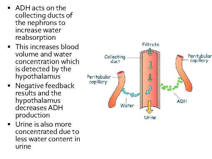  ADH acts on the collecting ducts of the nephrons to increase water reabsorption