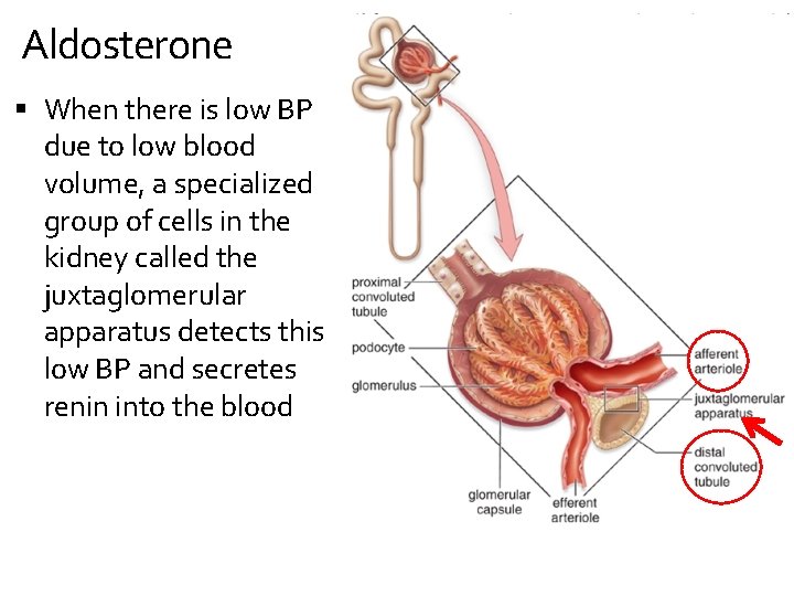 Aldosterone When there is low BP due to low blood volume, a specialized group