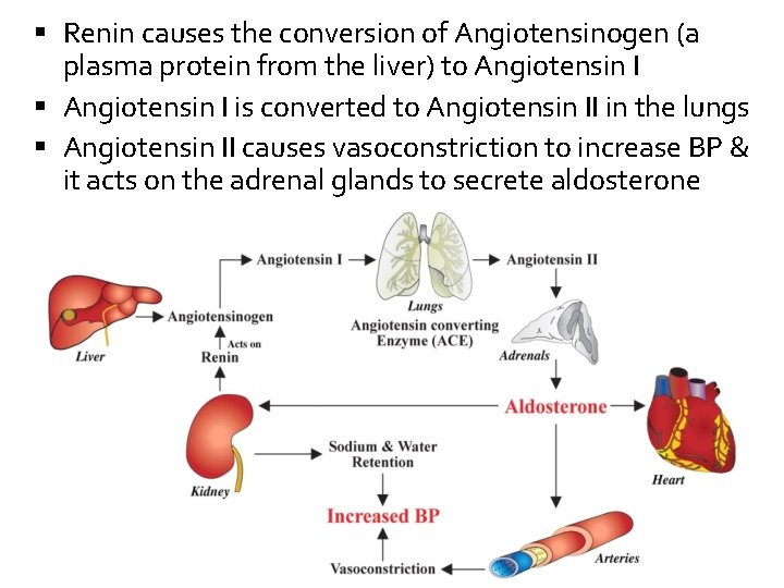  Renin causes the conversion of Angiotensinogen (a plasma protein from the liver) to