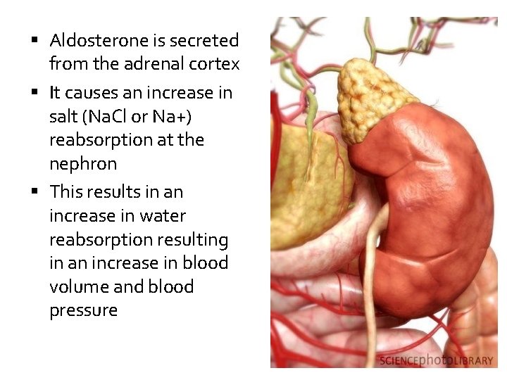  Aldosterone is secreted from the adrenal cortex It causes an increase in salt