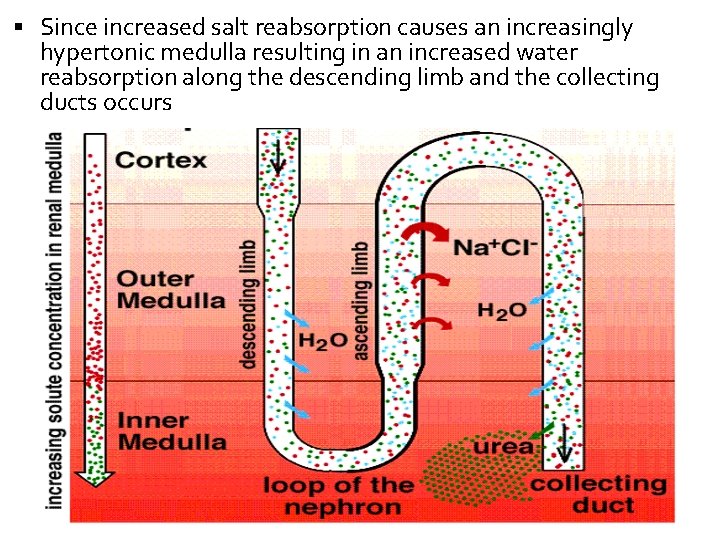  Since increased salt reabsorption causes an increasingly hypertonic medulla resulting in an increased