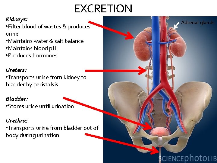 EXCRETION Kidneys: • Filter blood of wastes & produces urine • Maintains water &