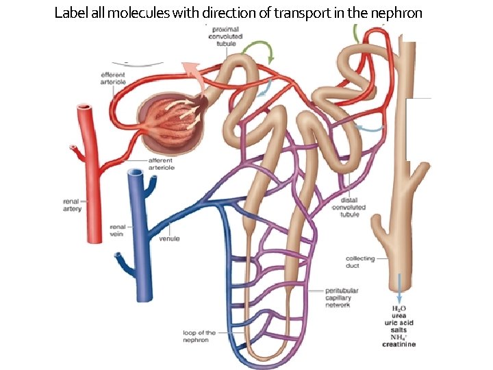 Label all molecules with direction of transport in the nephron 