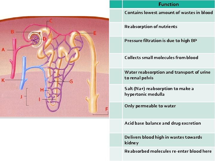 Function Contains lowest amount of wastes in blood Reabsorption of nutrients Pressure filtration is