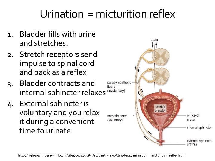 Urination = micturition reflex 1. Bladder fills with urine and stretches. 2. Stretch receptors