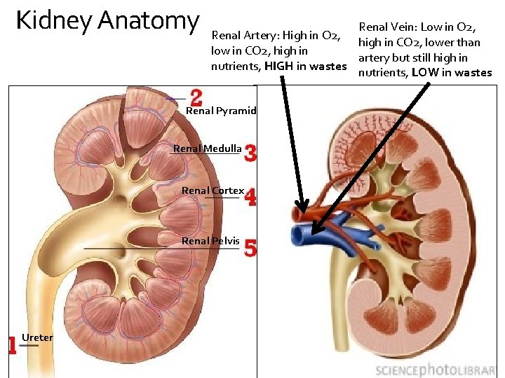 Kidney Anatomy Renal Vein: Low in O 2, Renal Artery: High in O 2,