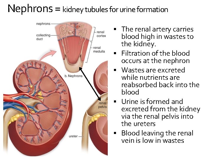Nephrons = kidney tubules for urine formation The renal artery carries blood high in