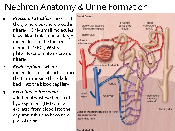 Nephron Anatomy & Urine Formation 1. Pressure Filtration - occurs at the glomerulus where