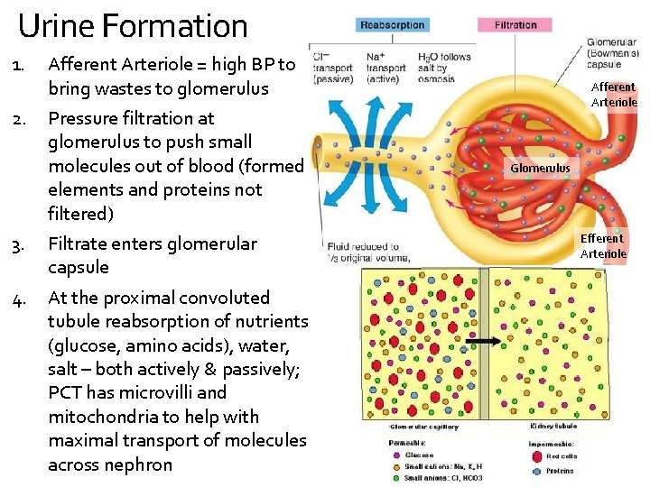 Urine Formation 1. 2. Afferent Arteriole = high BP to bring wastes to glomerulus