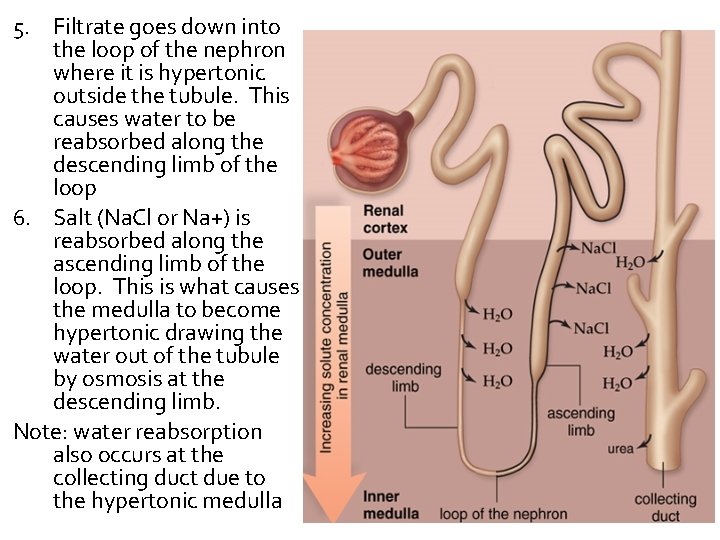 5. Filtrate goes down into the loop of the nephron where it is hypertonic