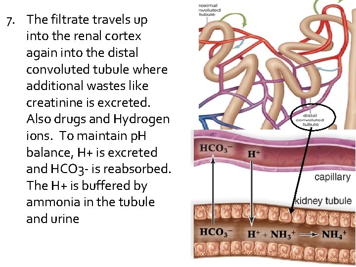 7. The filtrate travels up into the renal cortex again into the distal convoluted