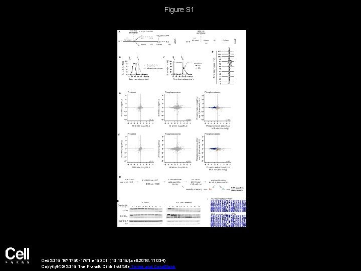 Figure S 1 Cell 2016 1671750 -1761. e 16 DOI: (10. 1016/j. cell. 2016.