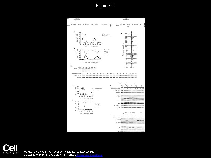 Figure S 2 Cell 2016 1671750 -1761. e 16 DOI: (10. 1016/j. cell. 2016.