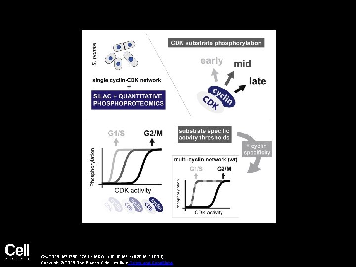 Cell 2016 1671750 -1761. e 16 DOI: (10. 1016/j. cell. 2016. 11. 034) Copyright