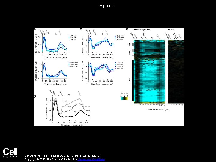 Figure 2 Cell 2016 1671750 -1761. e 16 DOI: (10. 1016/j. cell. 2016. 11.