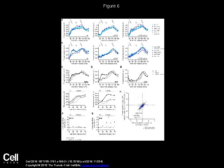 Figure 6 Cell 2016 1671750 -1761. e 16 DOI: (10. 1016/j. cell. 2016. 11.