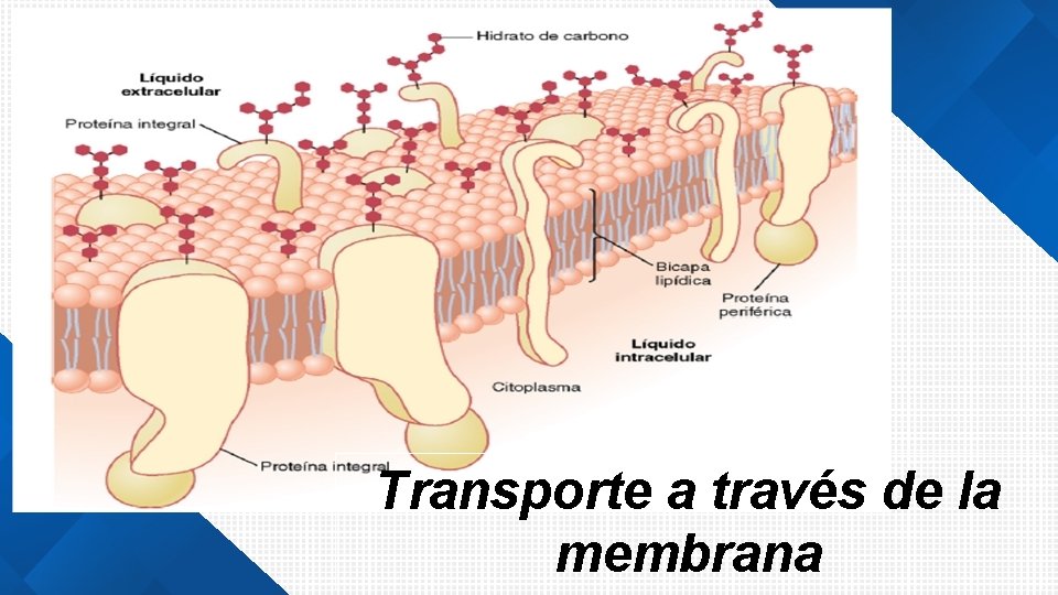 Transporte a través de la membrana 