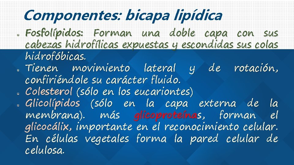 Componentes: bicapa lipídica q q Fosfolípidos: Forman una doble capa con sus cabezas hidrofílicas