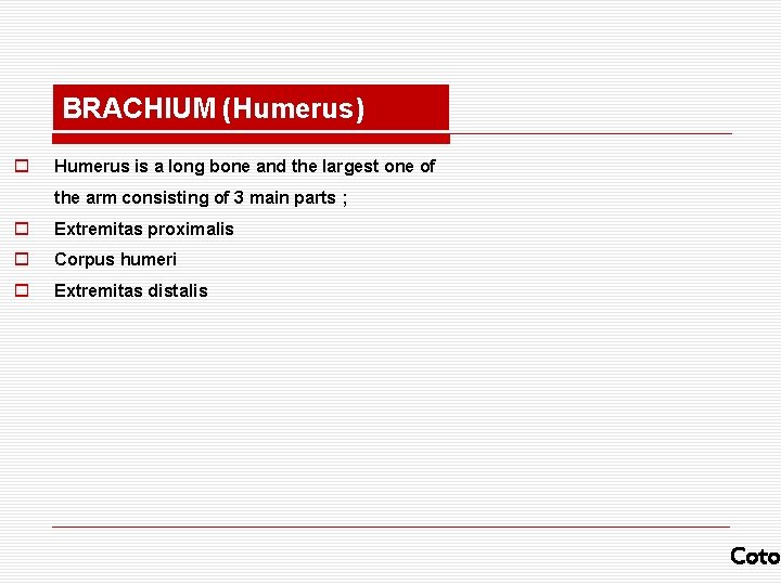 BRACHIUM (Humerus) o Humerus is a long bone and the largest one of the