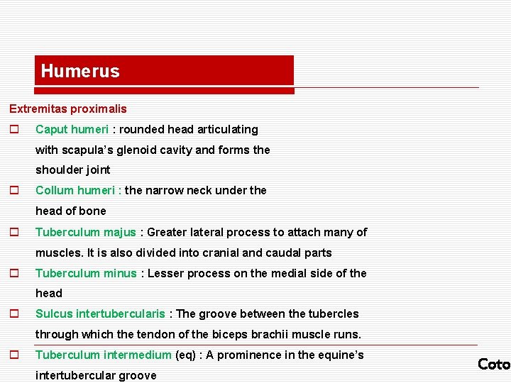 Humerus Extremitas proximalis o Caput humeri : rounded head articulating with scapula’s glenoid cavity