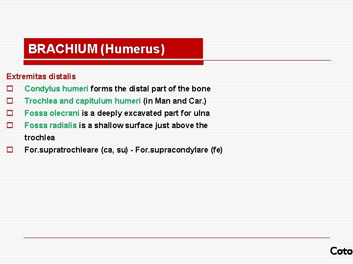 BRACHIUM (Humerus) Extremitas distalis o Condylus humeri forms the distal part of the bone