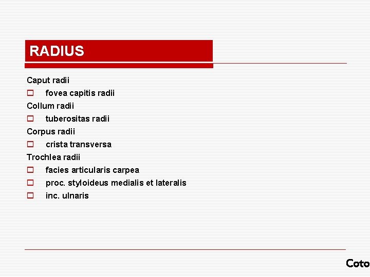 RADIUS Caput radii o fovea capitis radii Collum radii o tuberositas radii Corpus radii