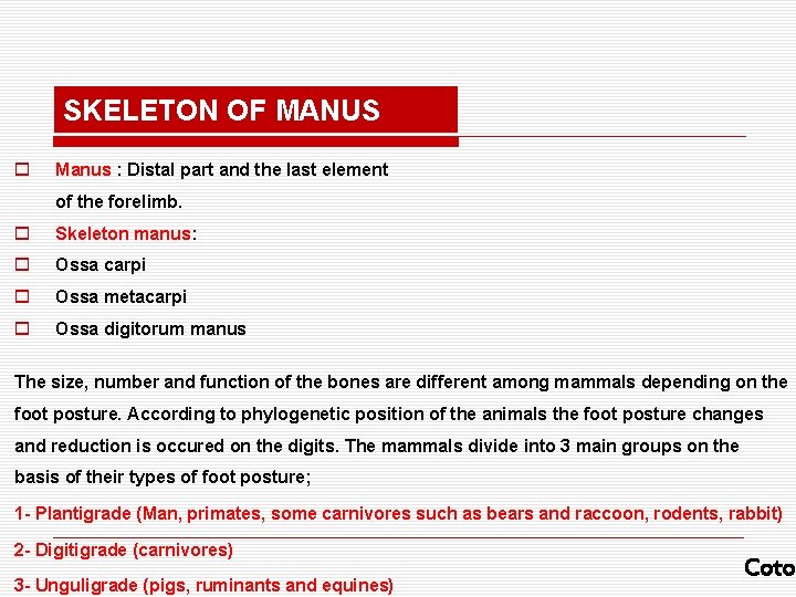 SKELETON OF MANUS o Manus : Distal part and the last element of the